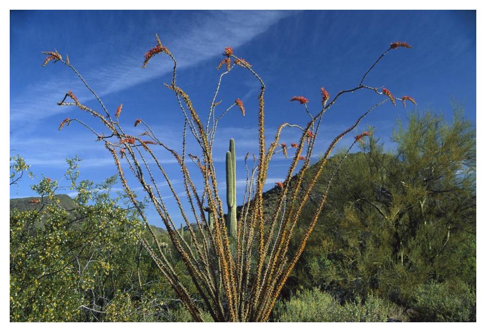 Ocotillo Saguaro Greasewood And Palo Verde Arizona-Paper Art-50X34