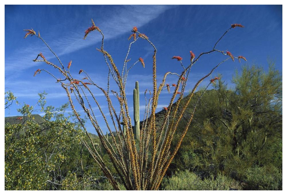 Ocotillo Saguaro Greasewood And Palo Verde Arizona-Paper Art-62X42