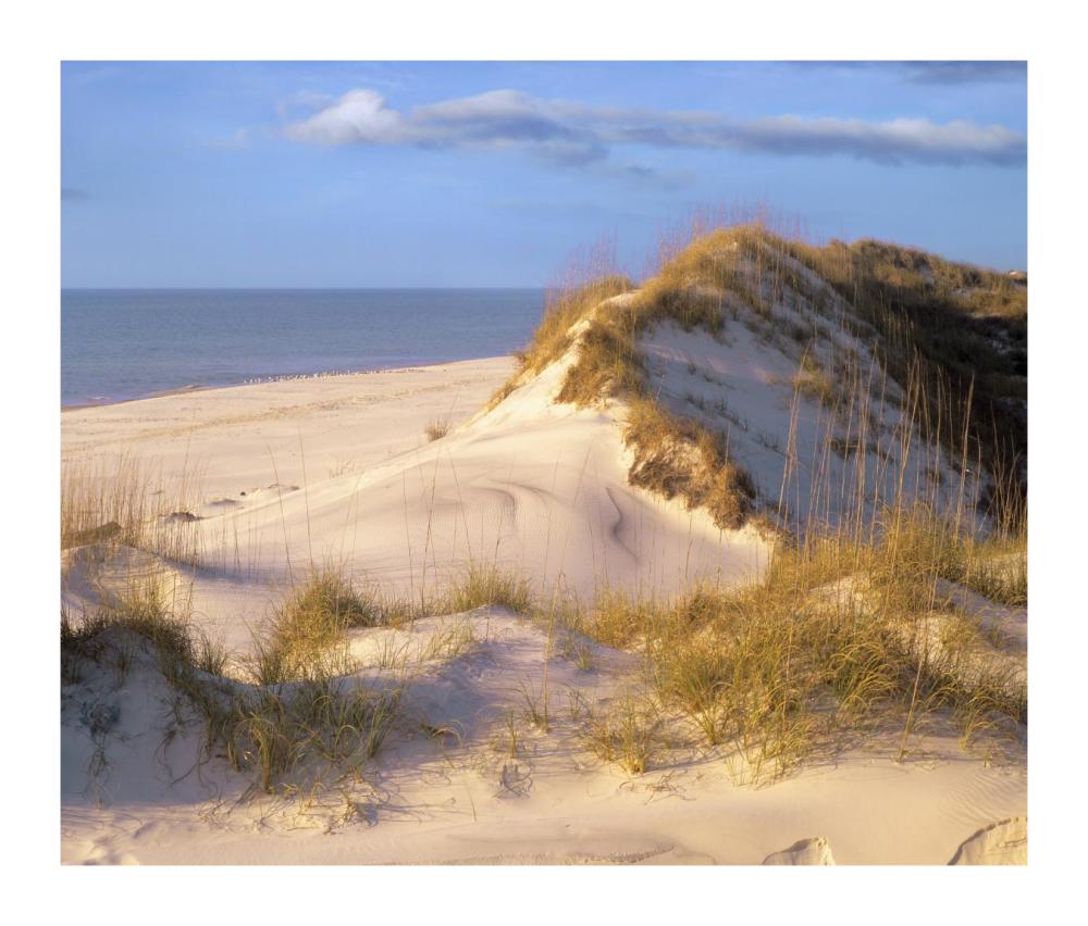 Coastal Sand Dunes, Saint Joseph Peninsula, Florida-Paper Art-18X15.28