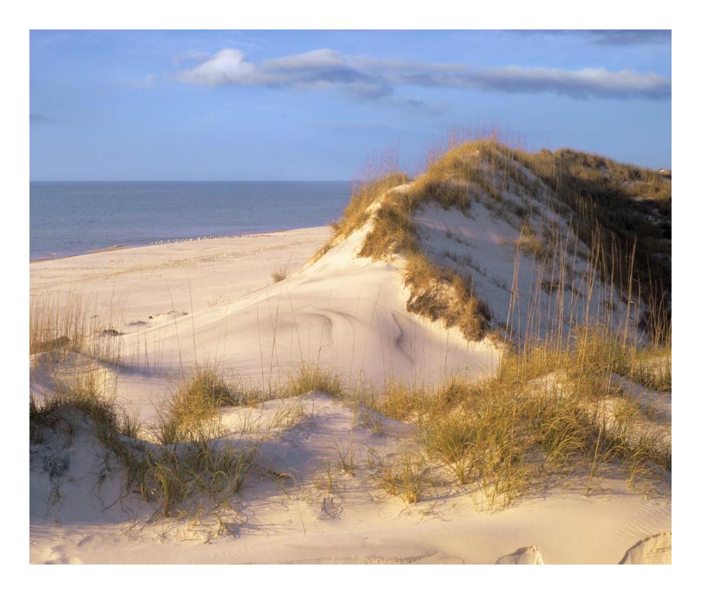 Coastal Sand Dunes, Saint Joseph Peninsula, Florida-Paper Art-24X20.26