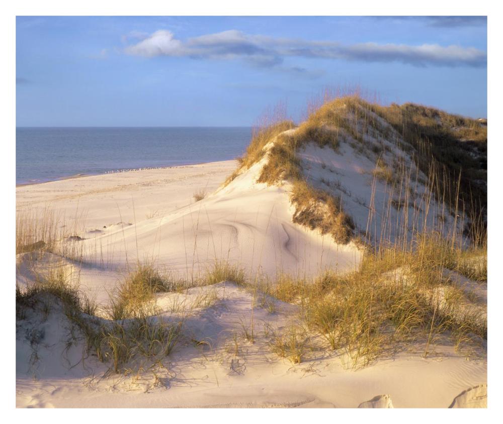 Coastal Sand Dunes, Saint Joseph Peninsula, Florida-Paper Art-32X26.9
