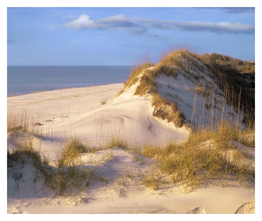Coastal Sand Dunes, Saint Joseph Peninsula, Florida-Paper Art-38X31.88