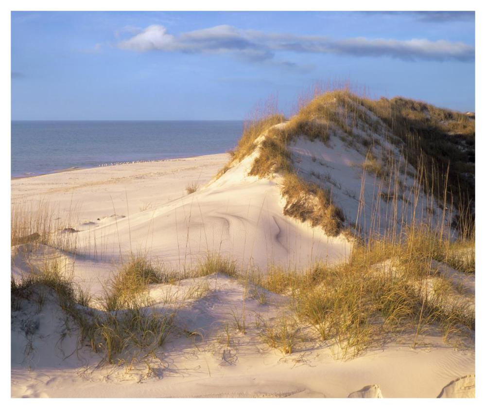 Coastal Sand Dunes, Saint Joseph Peninsula, Florida-Paper Art-46X38.52