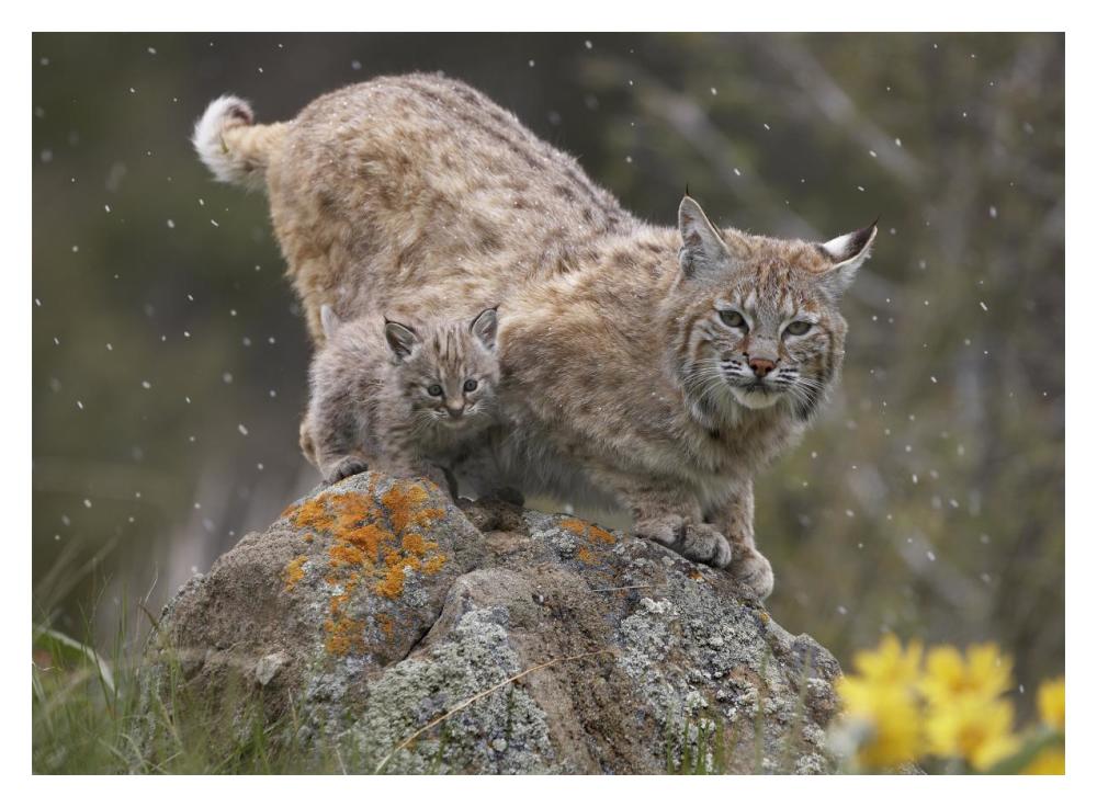 Bobcat Mother And Kitten In Snowfall, North America-Paper Art-18X14