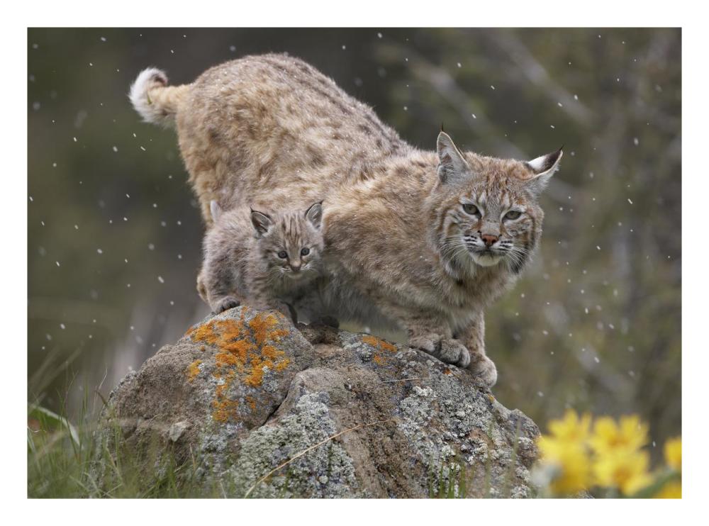 Bobcat Mother And Kitten In Snowfall, North America-Paper Art-26X20