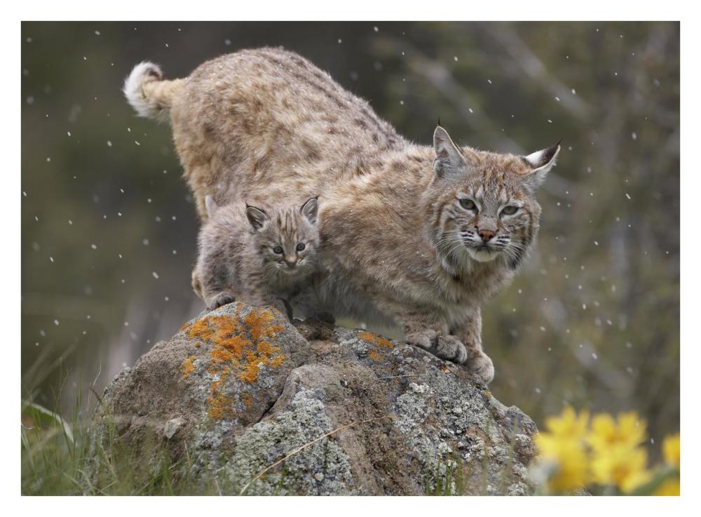 Bobcat Mother And Kitten In Snowfall, North America-Paper Art-34X26