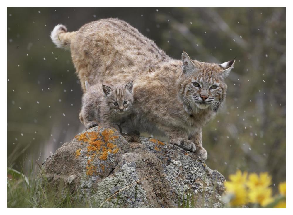 Bobcat Mother And Kitten In Snowfall, North America-Paper Art-42X32
