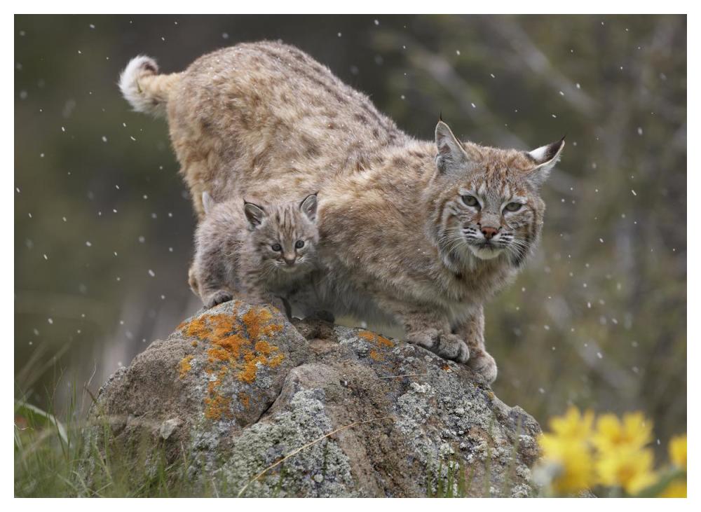 Bobcat Mother And Kitten In Snowfall, North America-Paper Art-50X38