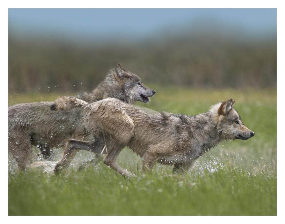 Gray Wolf Pair Running Through Water, North America-Paper Art-18X14
