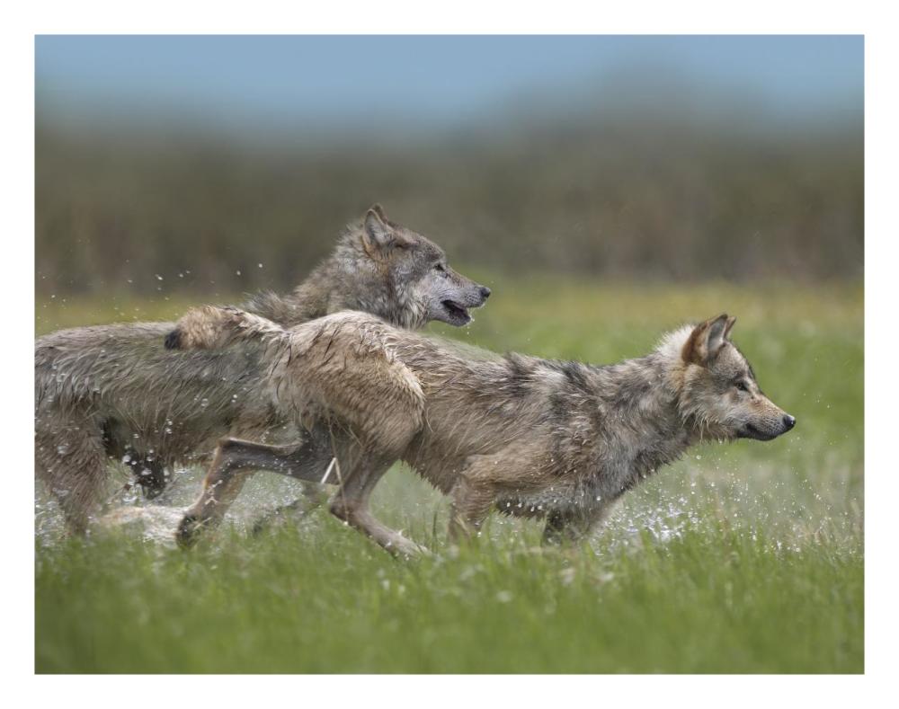 Gray Wolf Pair Running Through Water, North America-Paper Art-26X20