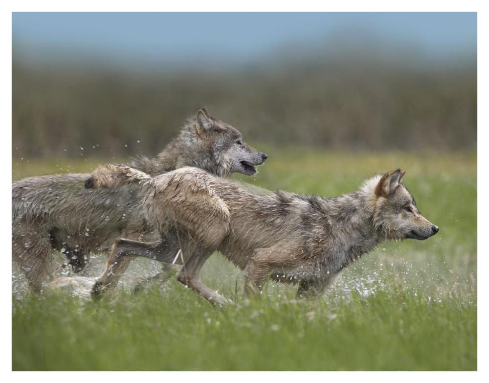 Gray Wolf Pair Running Through Water, North America-Paper Art-42X32
