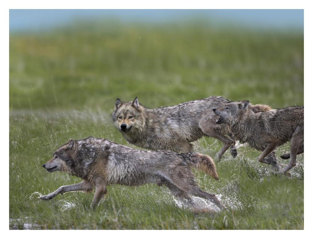 Gray Wolf Trio Running Through Water, North America-Paper Art-18X14
