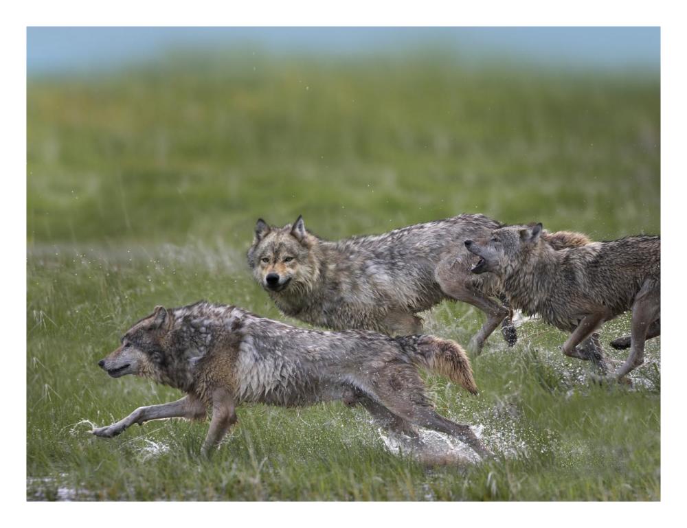 Gray Wolf Trio Running Through Water, North America-Paper Art-26X20