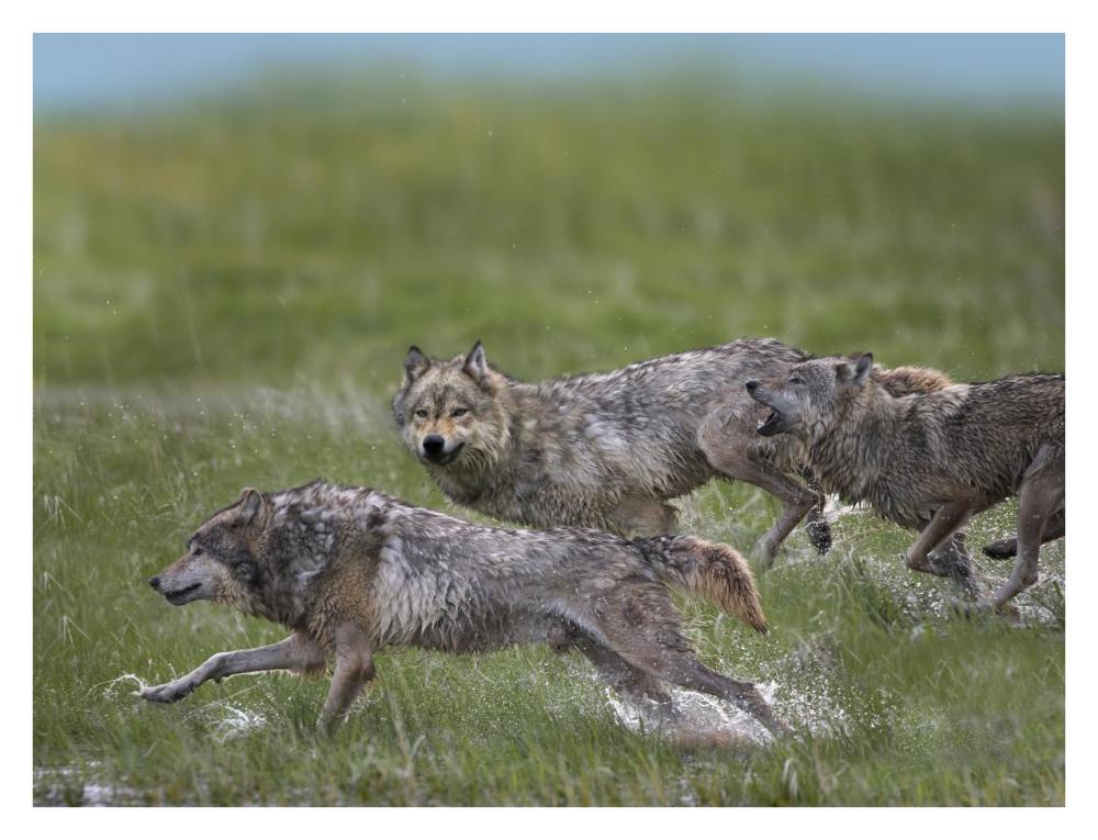 Gray Wolf Trio Running Through Water, North America-Paper Art-34X26