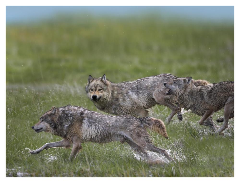 Gray Wolf Trio Running Through Water, North America-Paper Art-42X32