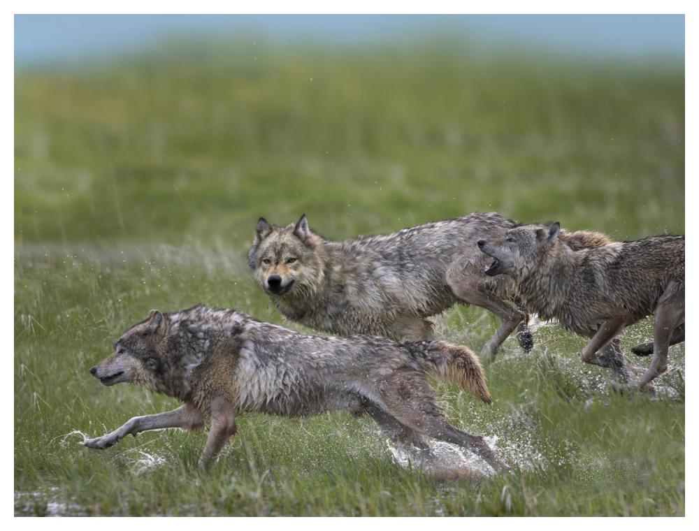 Gray Wolf Trio Running Through Water, North America-Paper Art-50X38