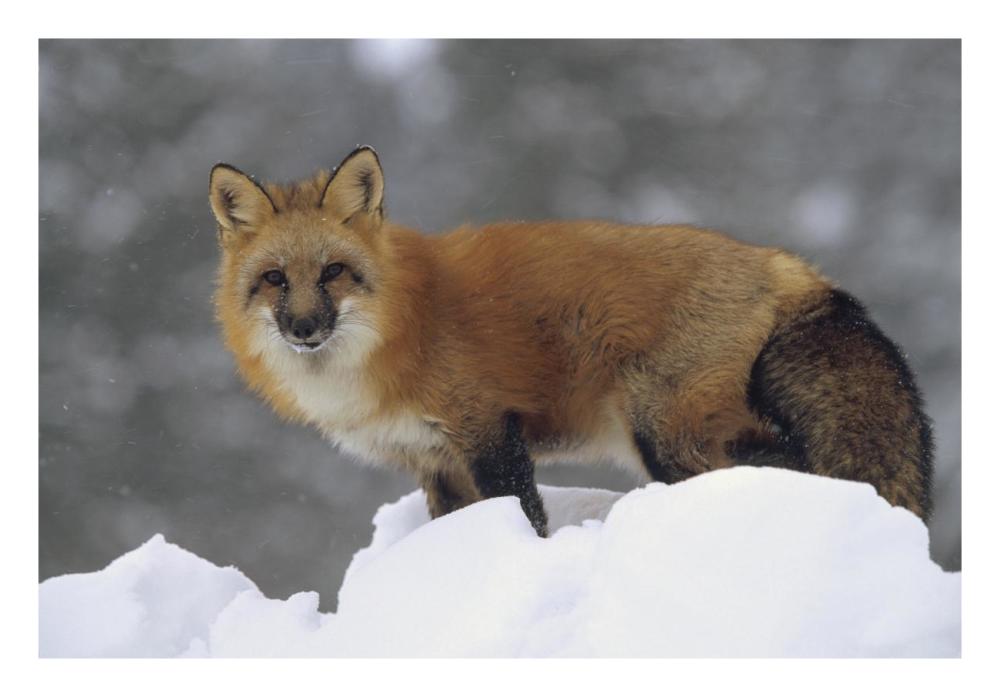 Red Fox Standing At The Top Of A Snow Bank, Montana-Paper Art-26X18