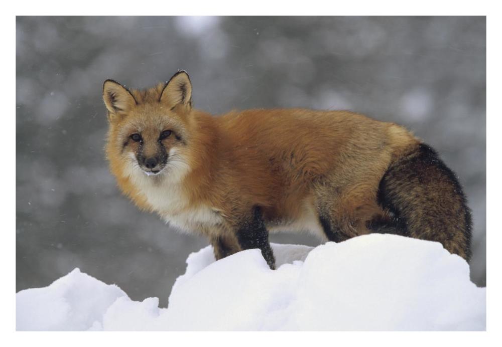 Red Fox Standing At The Top Of A Snow Bank, Montana-Paper Art-32X22