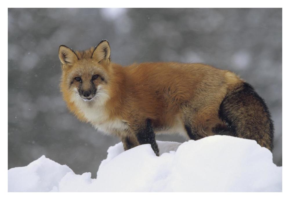 Red Fox Standing At The Top Of A Snow Bank, Montana-Paper Art-38X26