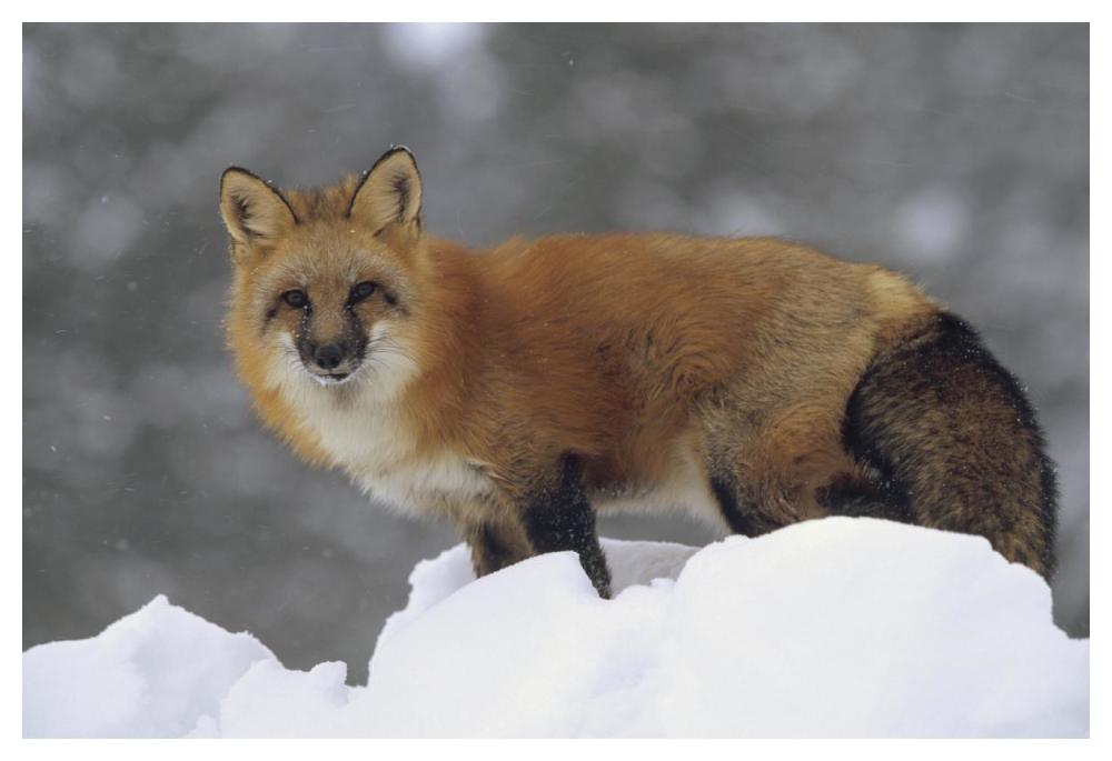 Red Fox Standing At The Top Of A Snow Bank, Montana-Paper Art-50X34