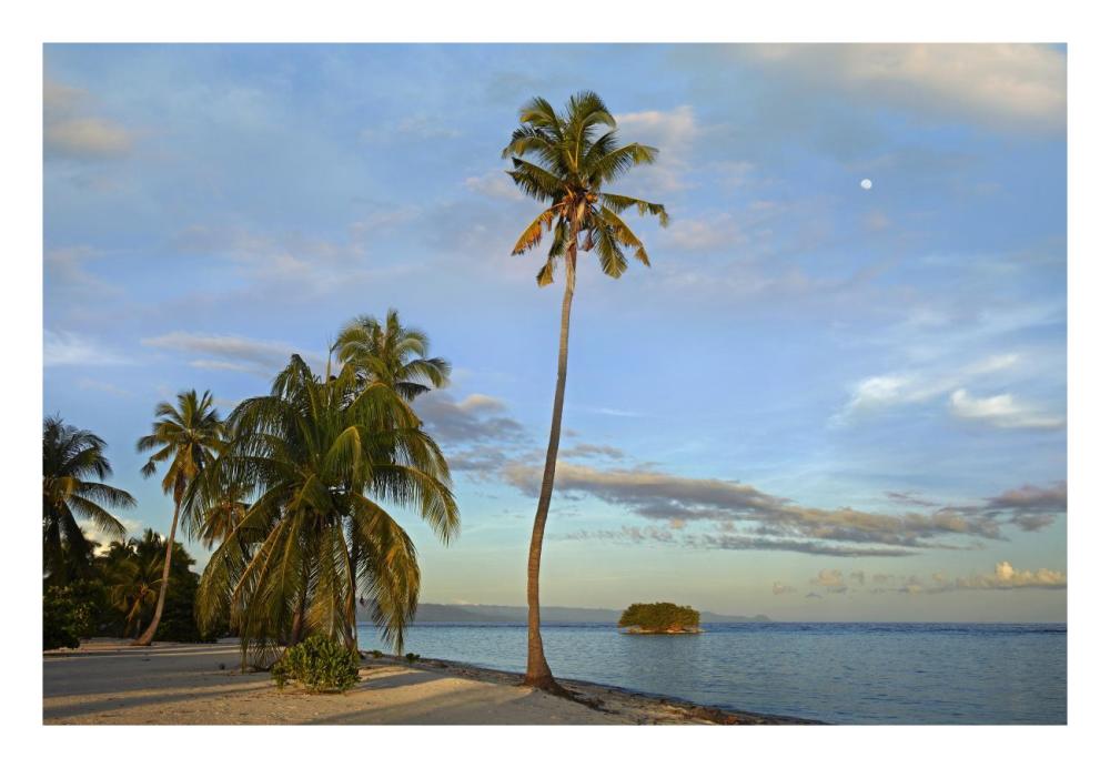 Coconut Palm Trees On Pamilacan Island, Philippines-Paper Art-26X18