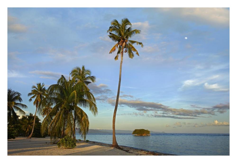 Coconut Palm Trees On Pamilacan Island, Philippines-Paper Art-32X22
