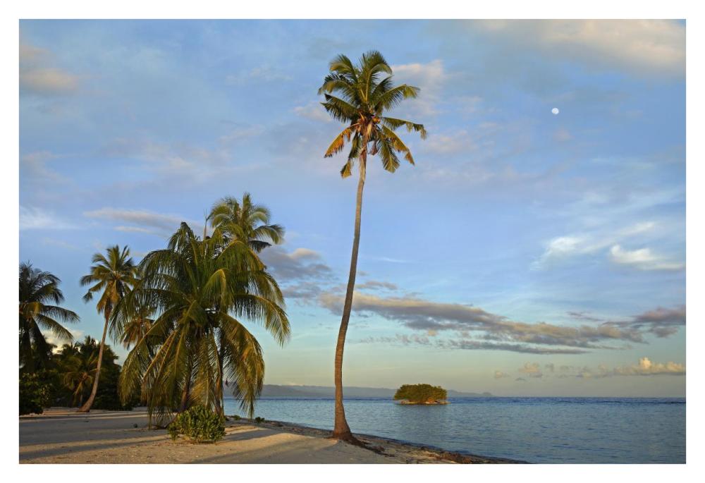 Coconut Palm Trees On Pamilacan Island, Philippines-Paper Art-38X26