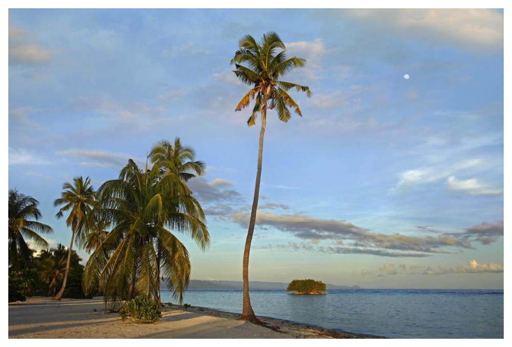 Coconut Palm Trees On Pamilacan Island, Philippines-Paper Art-62X42