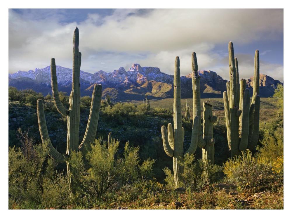 Saguaro Cacti And Santa Catalina Mountains, Arizona-Paper Art-18X14