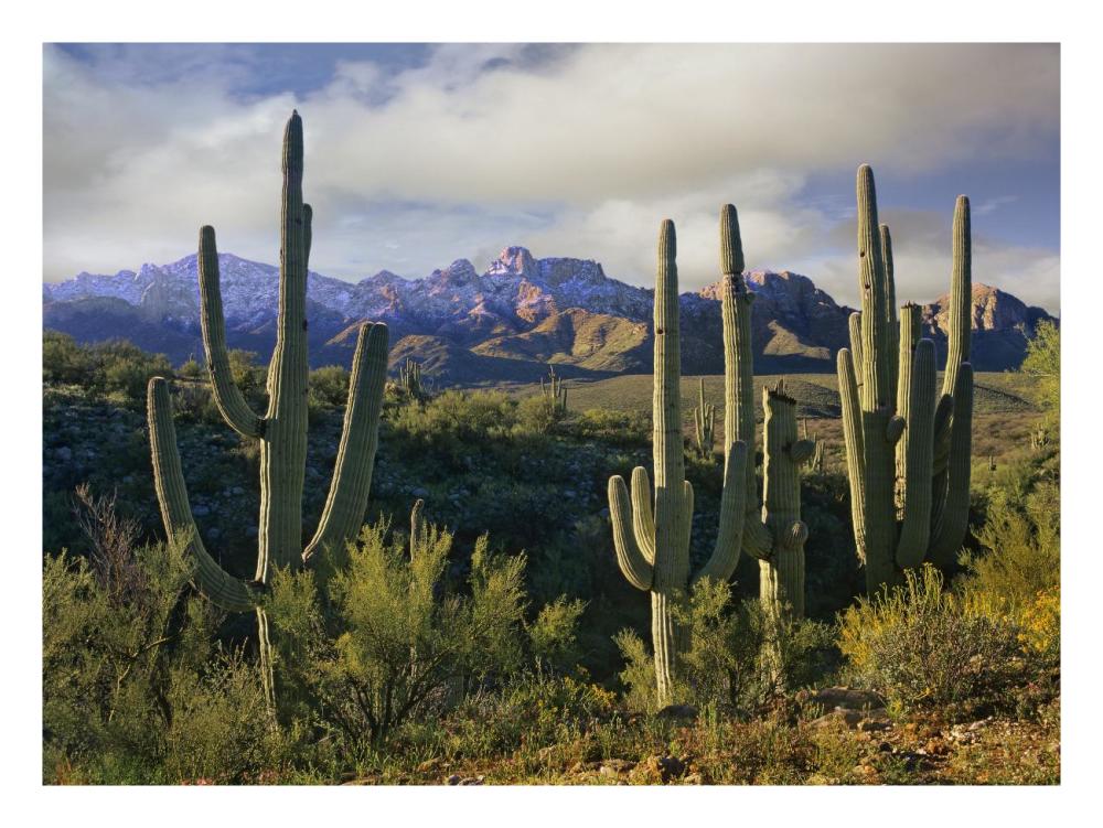 Saguaro Cacti And Santa Catalina Mountains, Arizona-Paper Art-26X20