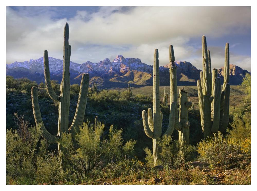Saguaro Cacti And Santa Catalina Mountains, Arizona-Paper Art-42X32