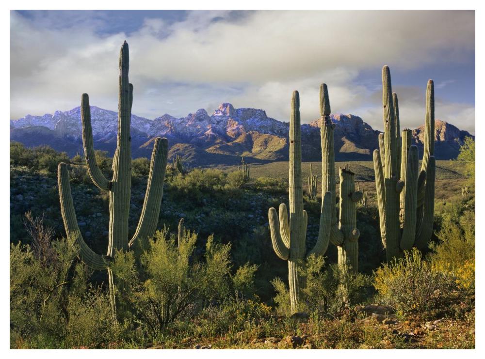 Saguaro Cacti And Santa Catalina Mountains, Arizona-Paper Art-50X38