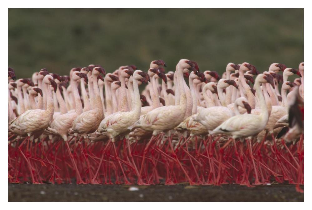 Lesser Flamingos In A Mass Courtship Display, Kenya-Paper Art-20X14