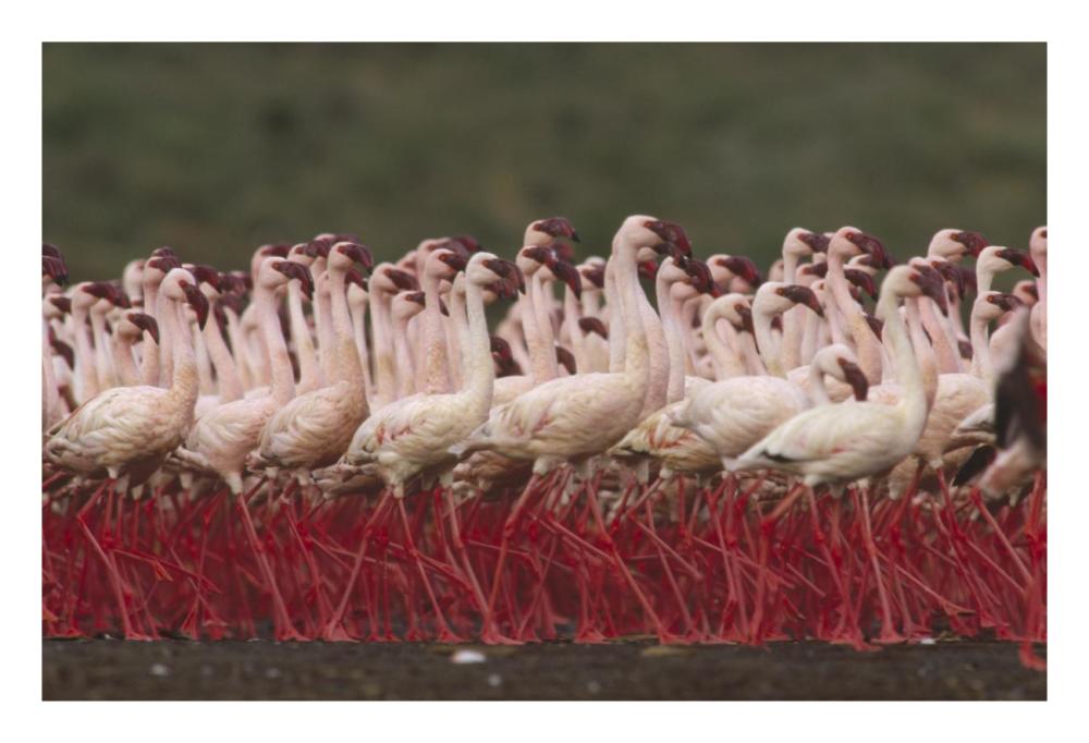 Lesser Flamingos In A Mass Courtship Display, Kenya-Paper Art-26X18
