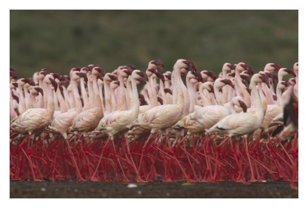Lesser Flamingos In A Mass Courtship Display, Kenya-Paper Art-32X22