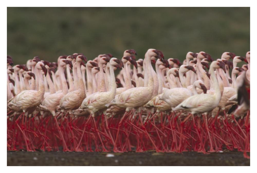 Lesser Flamingos In A Mass Courtship Display, Kenya-Paper Art-38X26