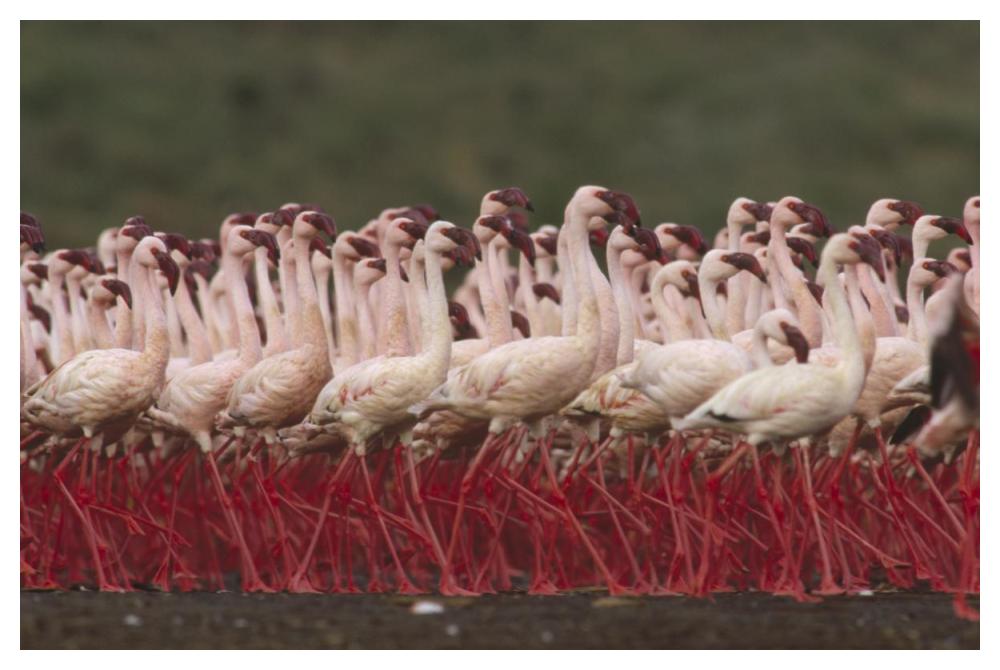 Lesser Flamingos In A Mass Courtship Display, Kenya-Paper Art-50X34