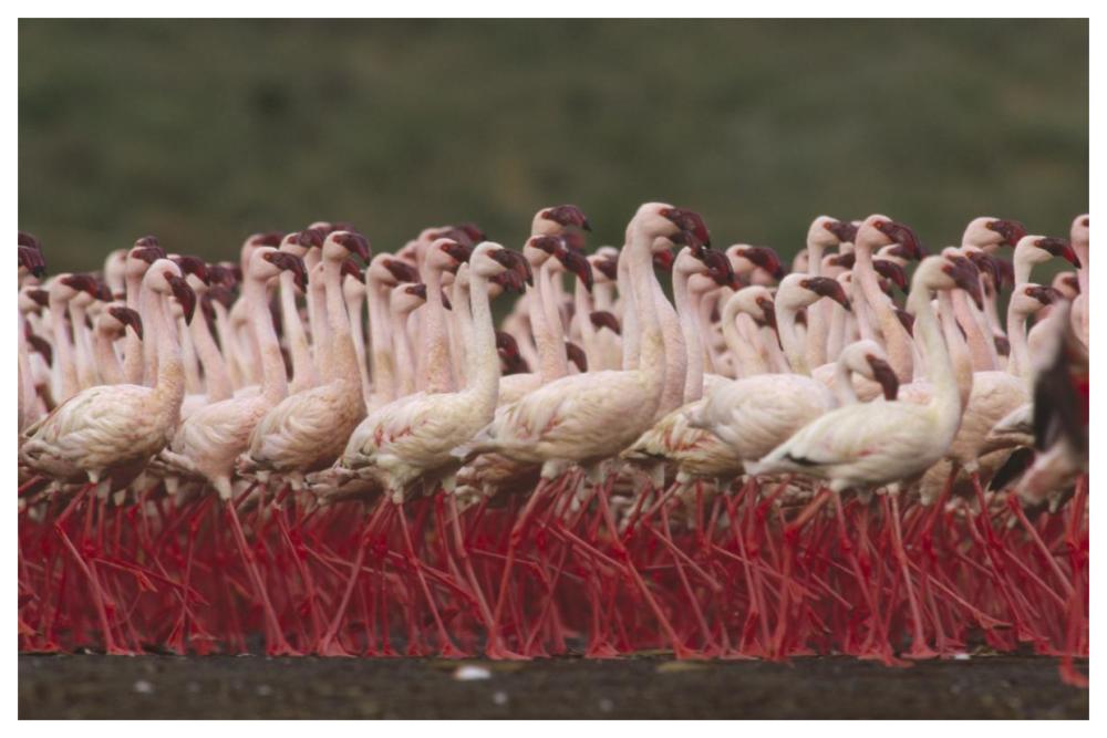 Lesser Flamingos In A Mass Courtship Display, Kenya-Paper Art-62X42