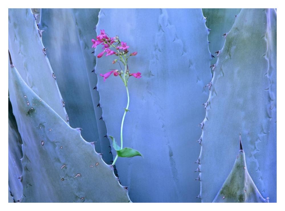 Agave And Parry'S Penstemon Close Up, North America-Paper Art-18X14