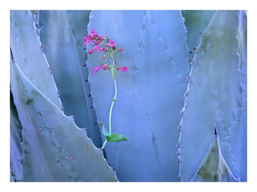 Agave And Parry'S Penstemon Close Up, North America-Paper Art-26X20