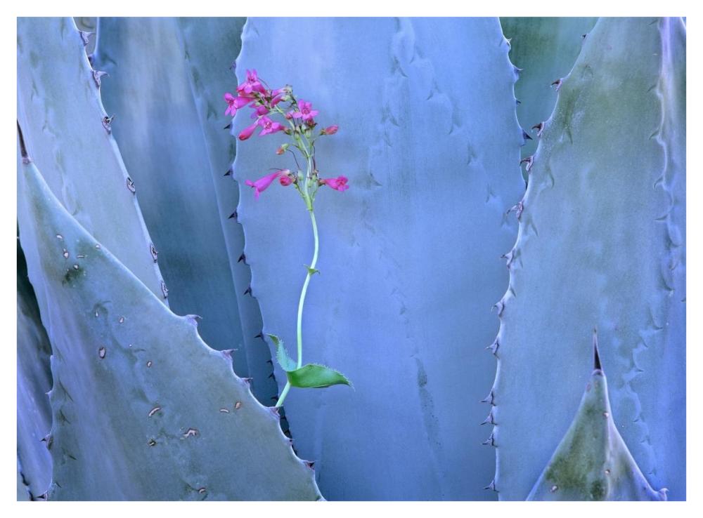 Agave And Parry'S Penstemon Close Up, North America-Paper Art-42X32