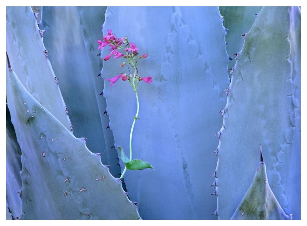 Agave And Parry'S Penstemon Close Up, North America-Paper Art-50X38