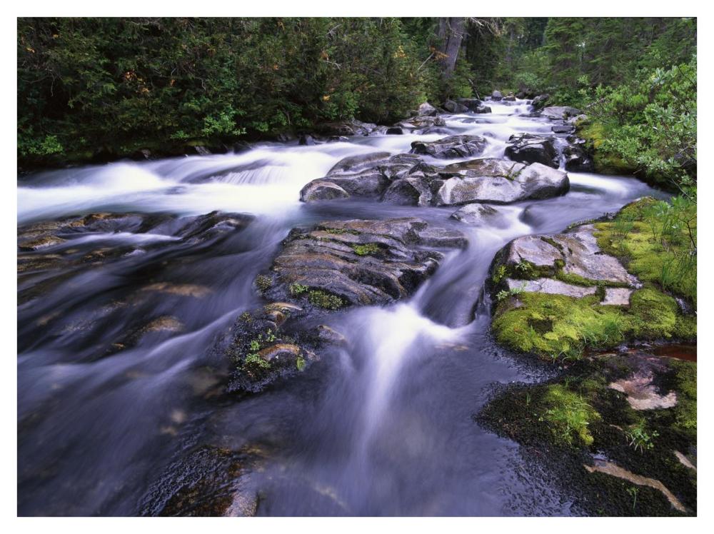 Paradise River, Mt Rainier National Park, Washington-Paper Art-42X32
