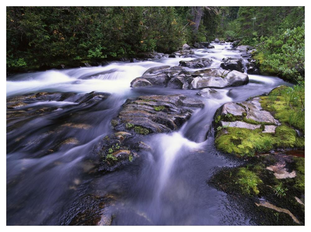 Paradise River, Mt Rainier National Park, Washington-Paper Art-50X38