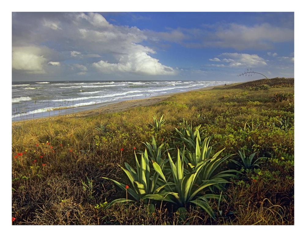 Apollo Beach At Canaveral National Seashore, Florida-Paper Art-26X20