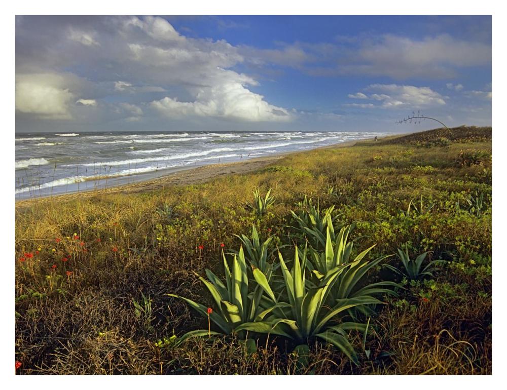Apollo Beach At Canaveral National Seashore, Florida-Paper Art-34X26