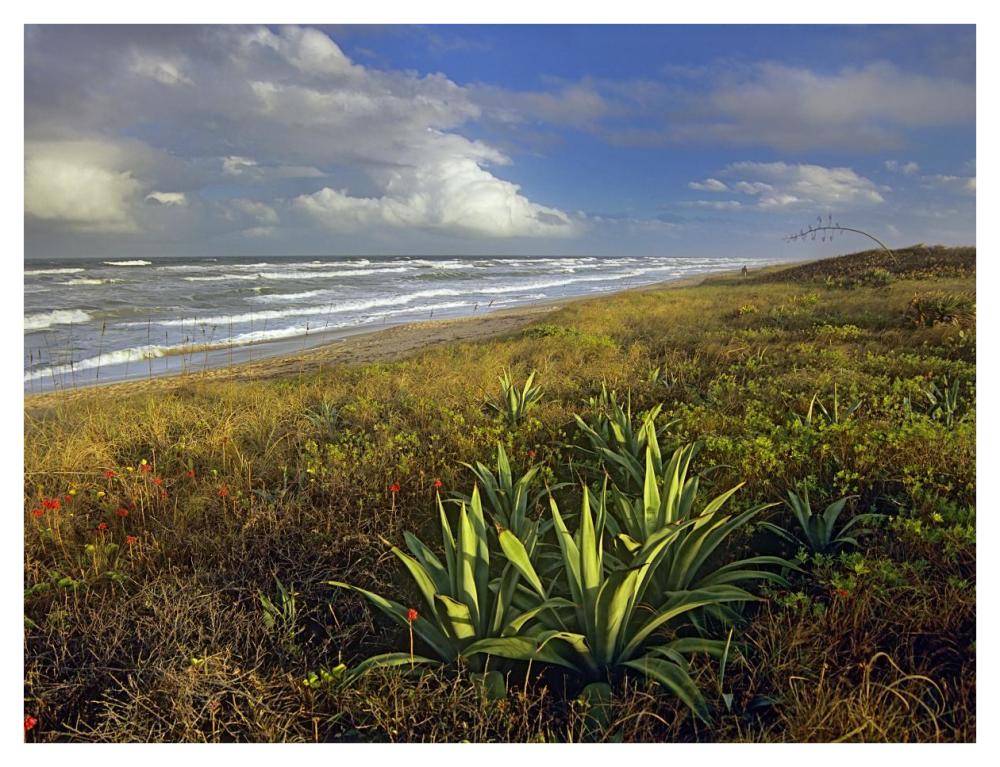 Apollo Beach At Canaveral National Seashore, Florida-Paper Art-42X32