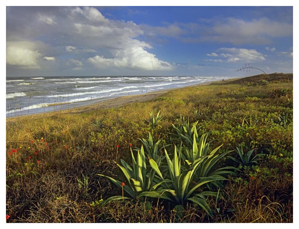 Apollo Beach At Canaveral National Seashore, Florida-Paper Art-50X38