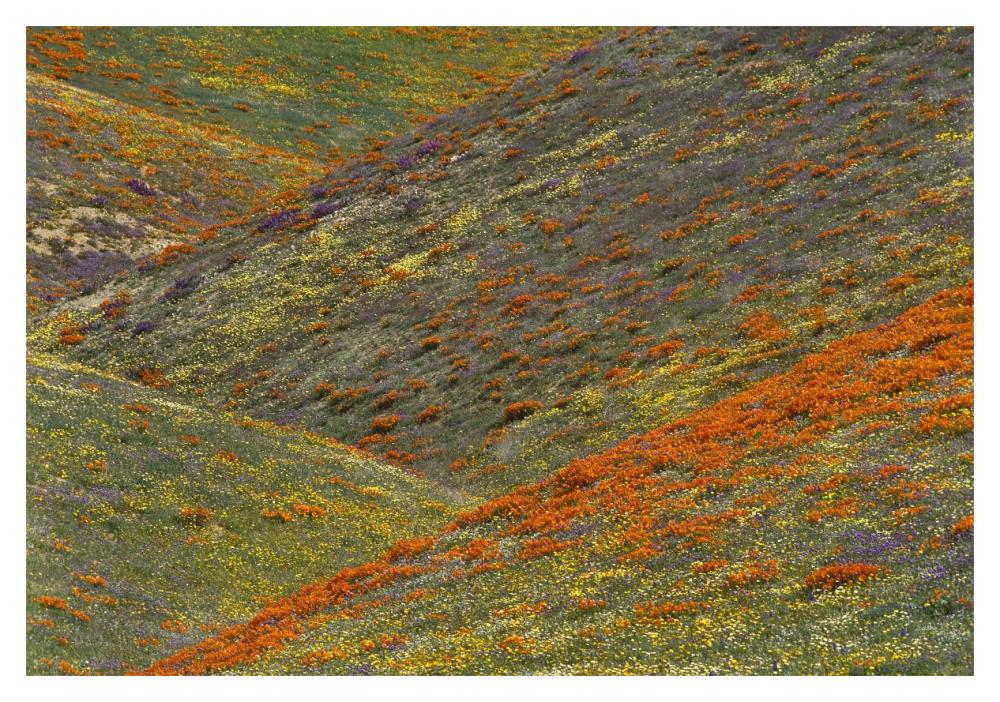 Wildflowers, Tehachapi Hills Near Gorman, California-Paper Art-20X14