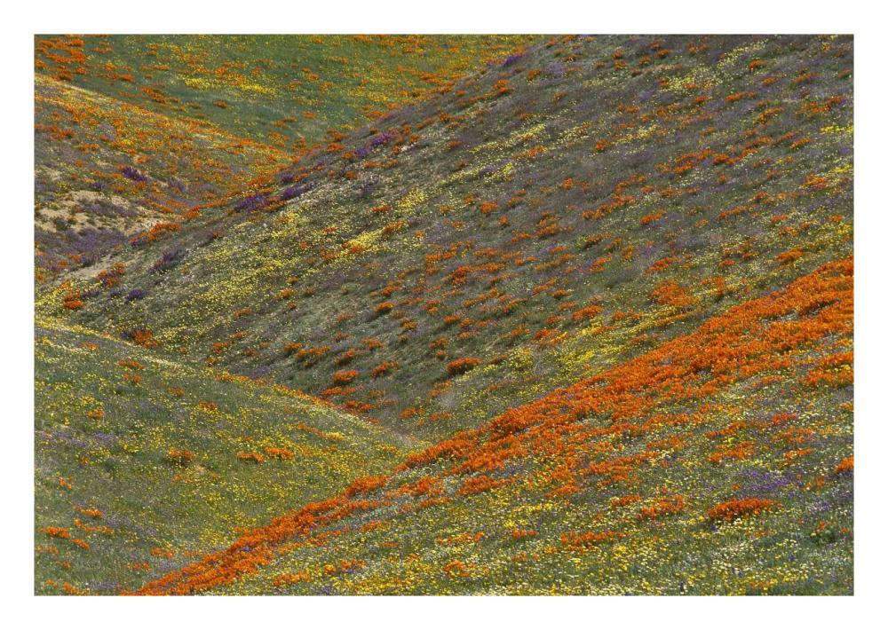 Wildflowers, Tehachapi Hills Near Gorman, California-Paper Art-26X18